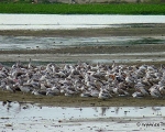 Pelicans Pod