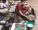 Karwar Fish Market