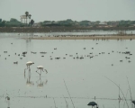 Pulicat Lake