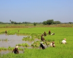 Paddy Fields