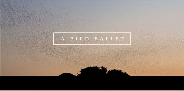 Bird Ballet