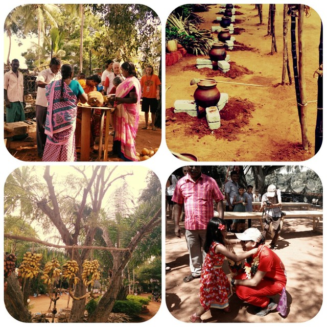 Pongal Festival at the farm.