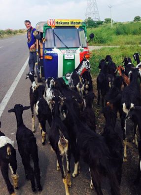 "Hakuna Matatu is engulfed by a large herd of goats..." - photo by Mandy Ramsden