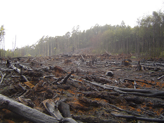 Reversing the Effects of Deforestation. Photo Credit: crustmania